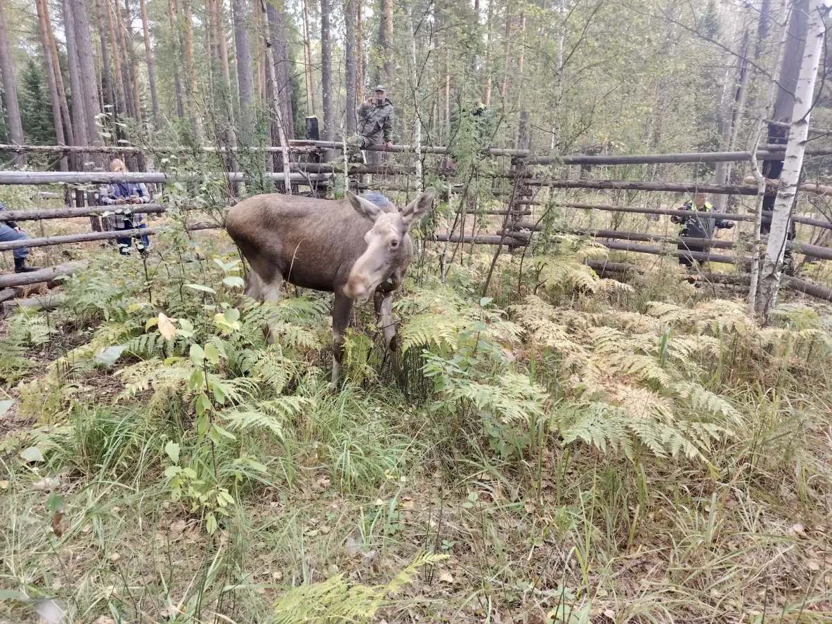 Двух годовалых лосей из Новосибирского зоопарка перевезли в заказник «Сузунский»