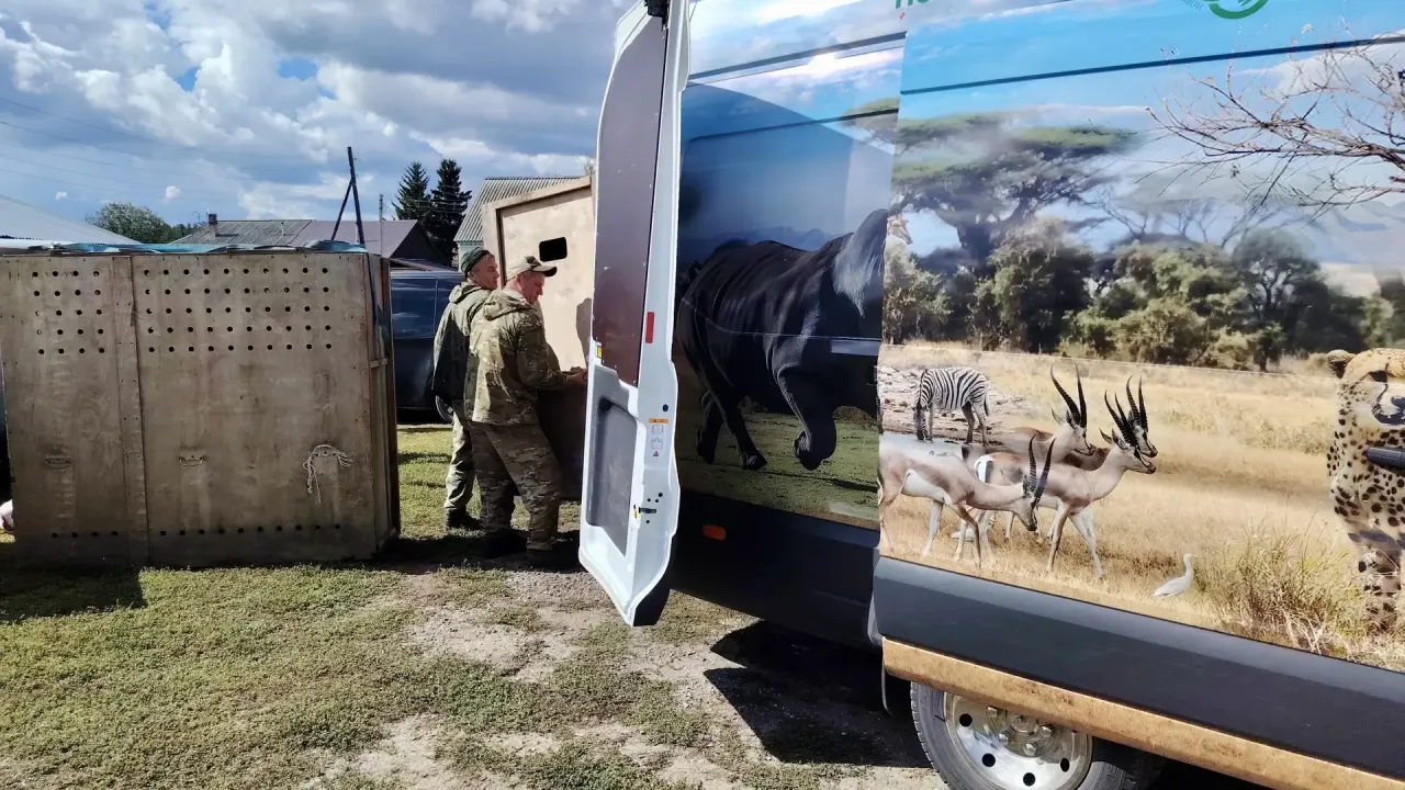 Двух годовалых лосей из Новосибирского зоопарка перевезли в заказник «Сузунский» — Новосибирск Сейчас