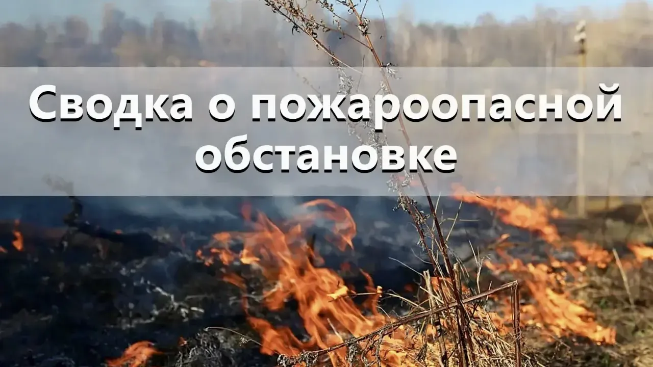 С начала сезона в Новосибирской области произошло 55 лесных пожаров — Новосибирск Сейчас
