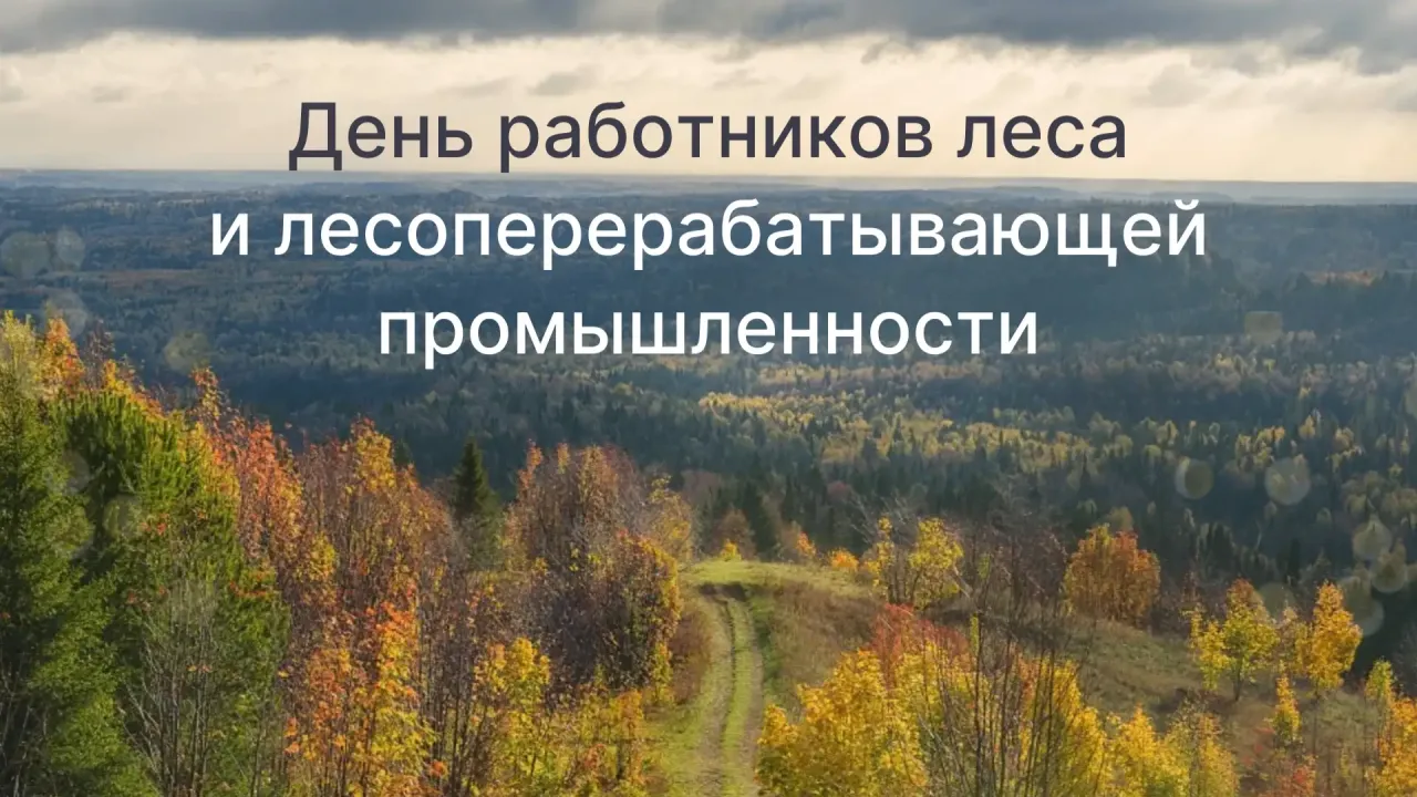 Границы всех 33 лесничеств Новосибирской области внесены в ЕГРН — Новосибирск Сейчас