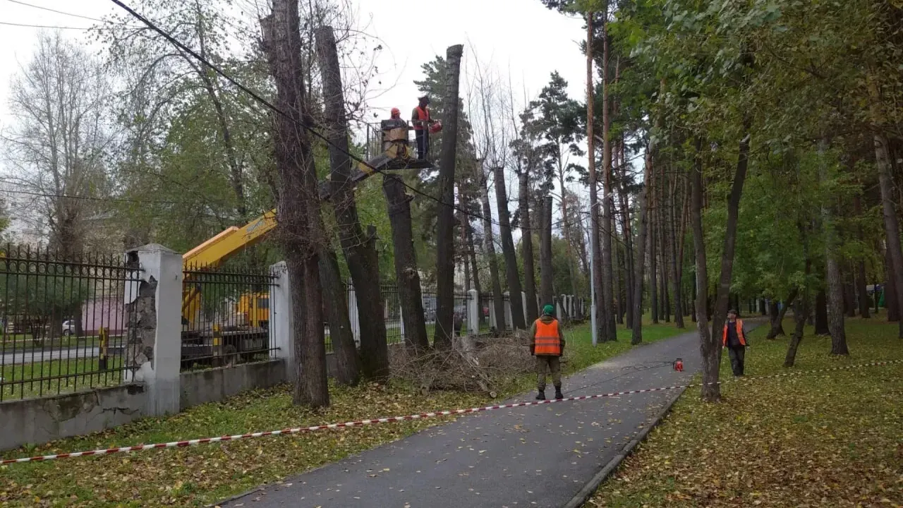 В парке «Первомайский» в Новосибирске начались работы по обрезке и сносу деревьев — Новосибирск Сейчас