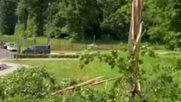 Молния расщепила дерево возле спорткомплекса "Олимп" в Обнинске — Настоящий Обнинск