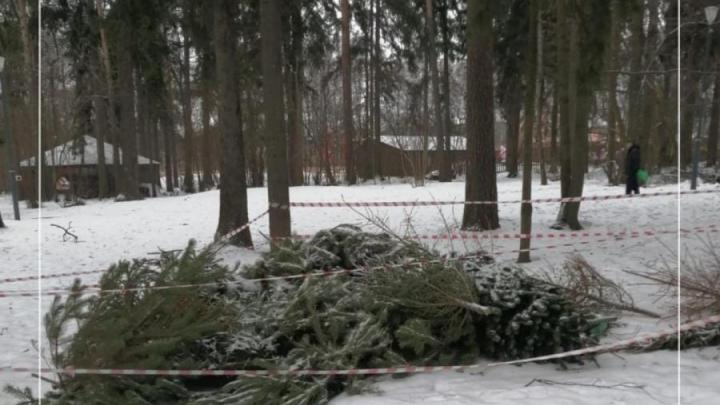 В Обнинске стартует экологическая акция по сбору новогодних ёлок — Настоящий Обнинск