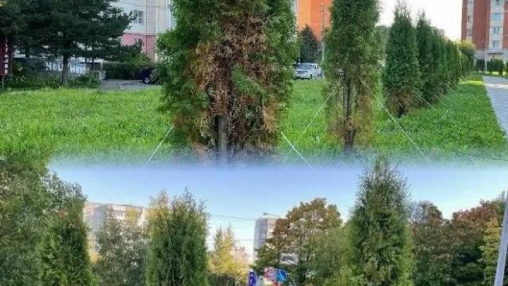 На аллее на Гагарина часть туй начала засыхать после пересадки