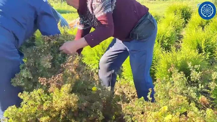 Для озеленения Обнинска передали около 90 деревьев и кустарников — Настоящий Обнинск
