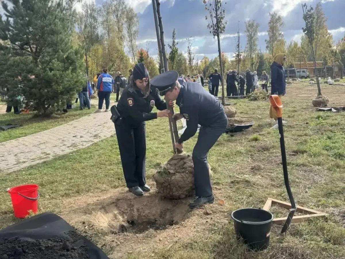 В Тарусе высадили 155 деревьев для новой липовой аллеи