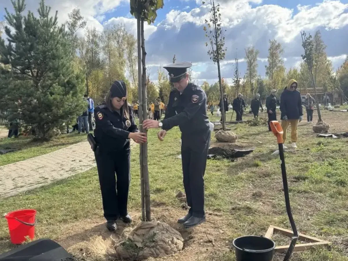 В Тарусе высадили 155 деревьев для новой липовой аллеи