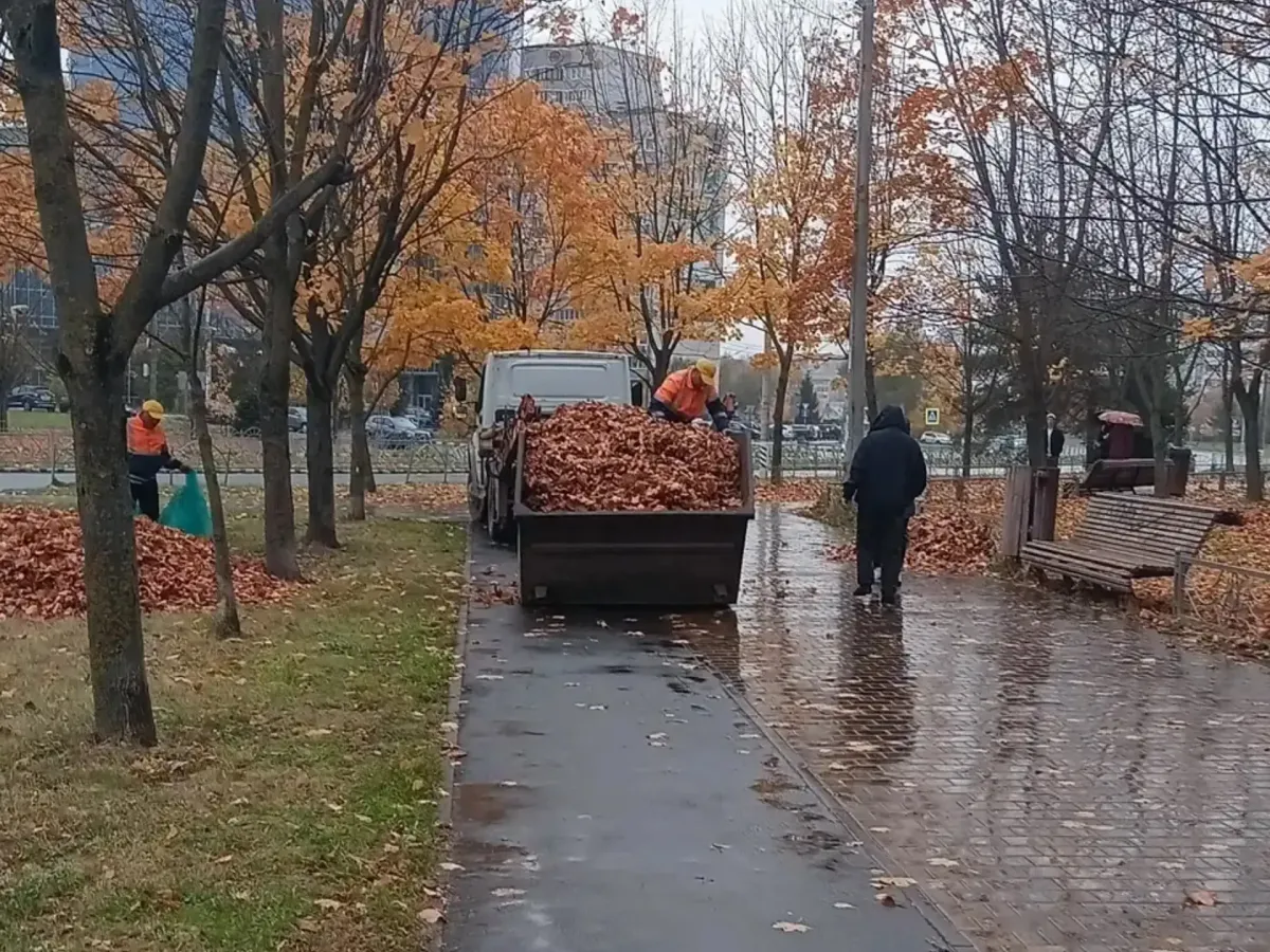 За неделю в городе вывезли 257 кубометров опавшей листвы