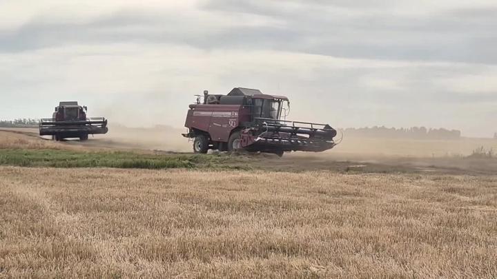 В Омской области намолочено 2 млн тонн зерна — Омск Сейчас