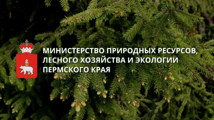 В Гайнах охотинспектор проверил сообщение о появлении медведя — Пермь Сейчас