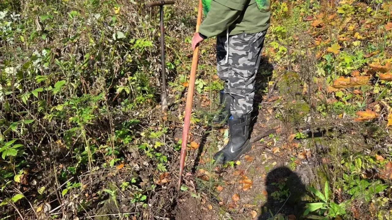 В Чайковском высадили 2000 елей в рамках акции «Сохраним лес» — Пермь Сейчас