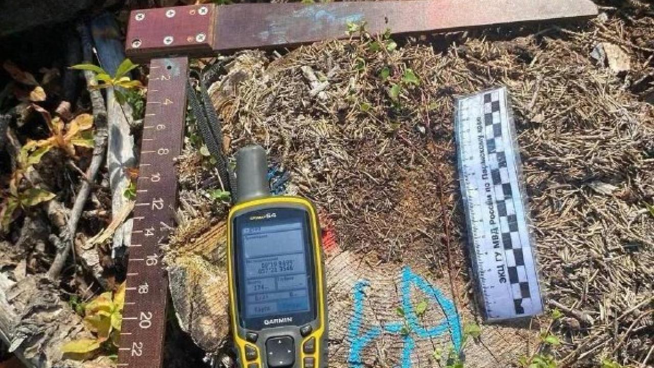 В Лысьве вынесли приговор по делу о незаконной рубке леса — Пермь Сейчас