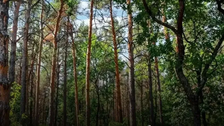 В Ростовской области продлили ограничение на посещение лесов до 24 сентября — Ростов-на-Дону Сейчас