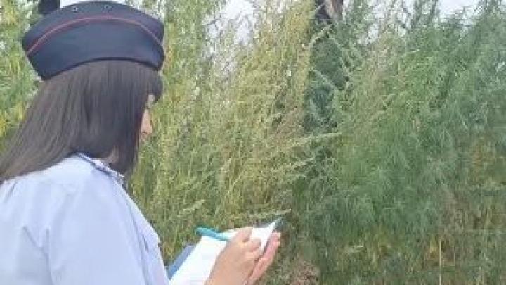 В Рязанской области ликвидировали 6 очагов дикорастущей конопли — Рязань Сейчас