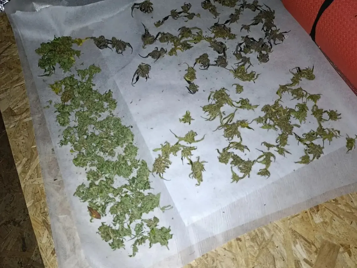 В Спасском округе изъяли 1,7 кг марихуаны у местного жителя