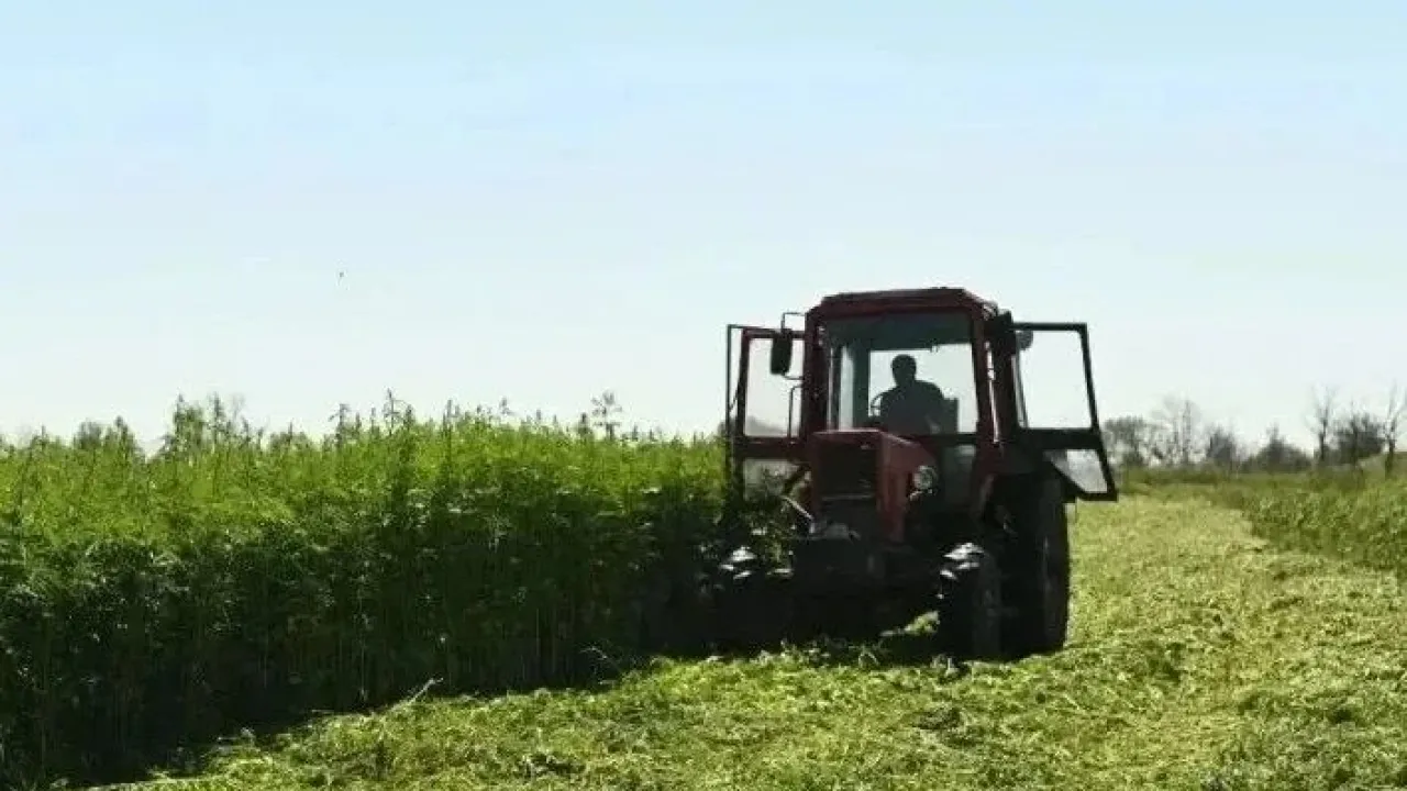В Рязанской области уничтожили 13 очагов дикорастущей конопли — Рязань Сейчас