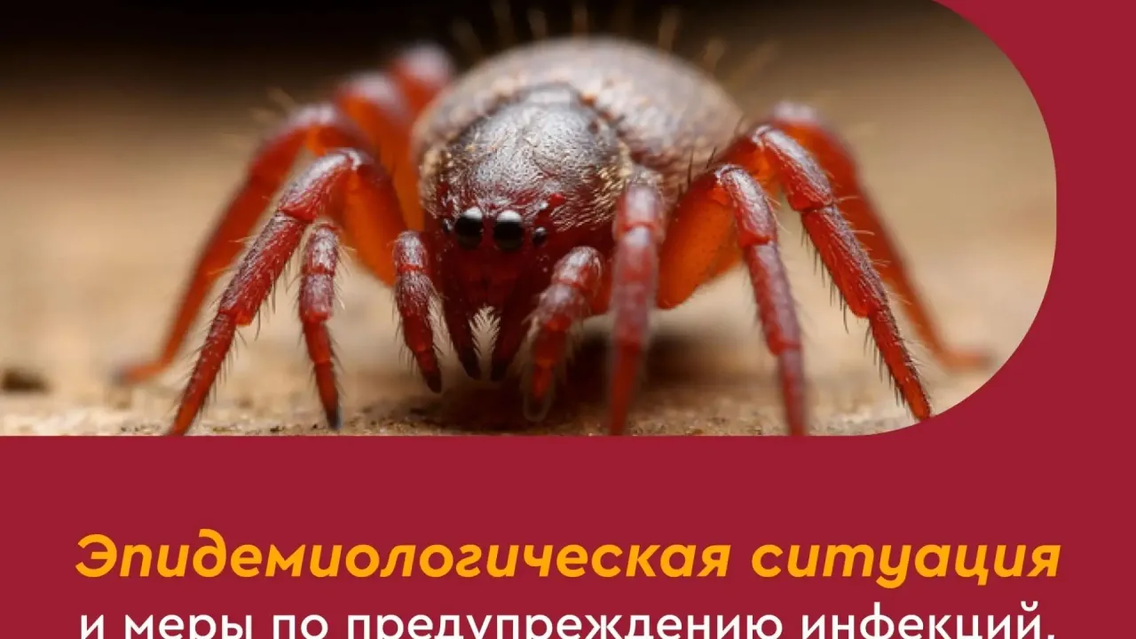 В Рязанской области за неделю 48 человек обратились после укусов клещей — Рязань Сейчас