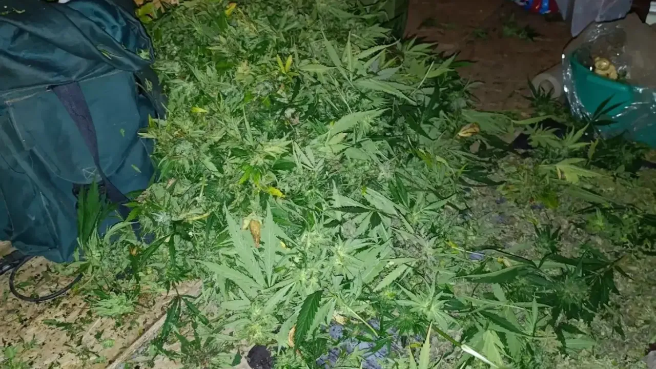 В Спасском округе изъяли 1,7 кг марихуаны у местного жителя — Рязань Сейчас