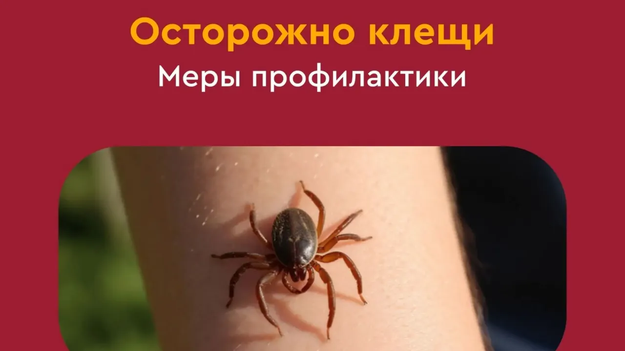 В Рязанской области за неделю к врачам после укусов клещей обратились 50 человек — Рязань Сейчас