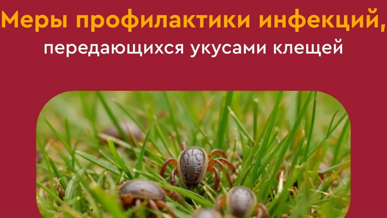 В Рязанской области за неделю клещи укусили 61 человека — Рязань Сейчас