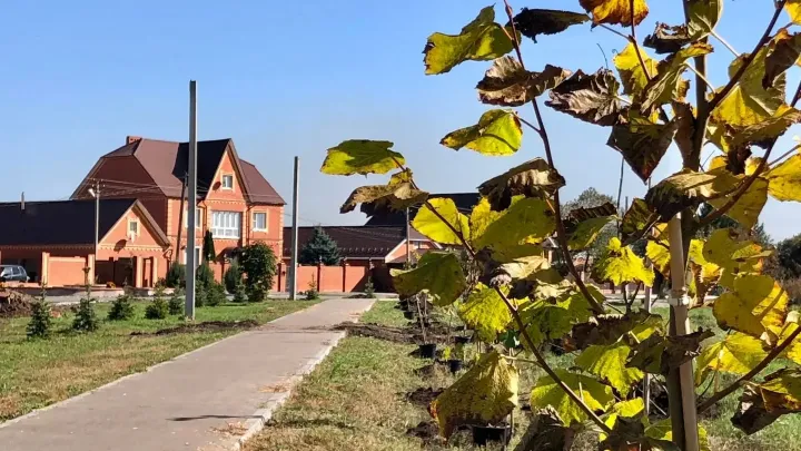 В парке в Кинель-Черкассах высадили 64 саженца дуба, липы и рябины — Самара Сейчас
