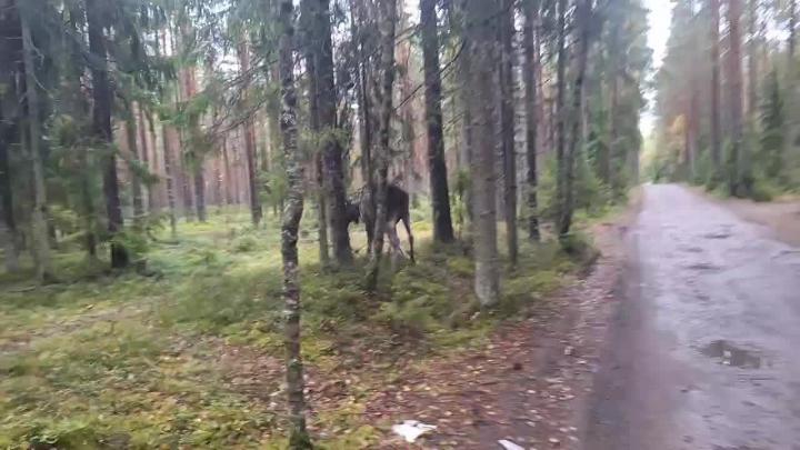 В Приморском районе лося аккуратно вернули обратно в лес
