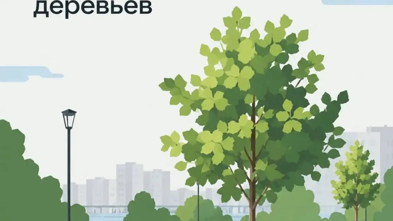 В Петербурге выдали более 700 ордеров на осеннюю посадку деревьев — Санкт-Петербург Сейчас