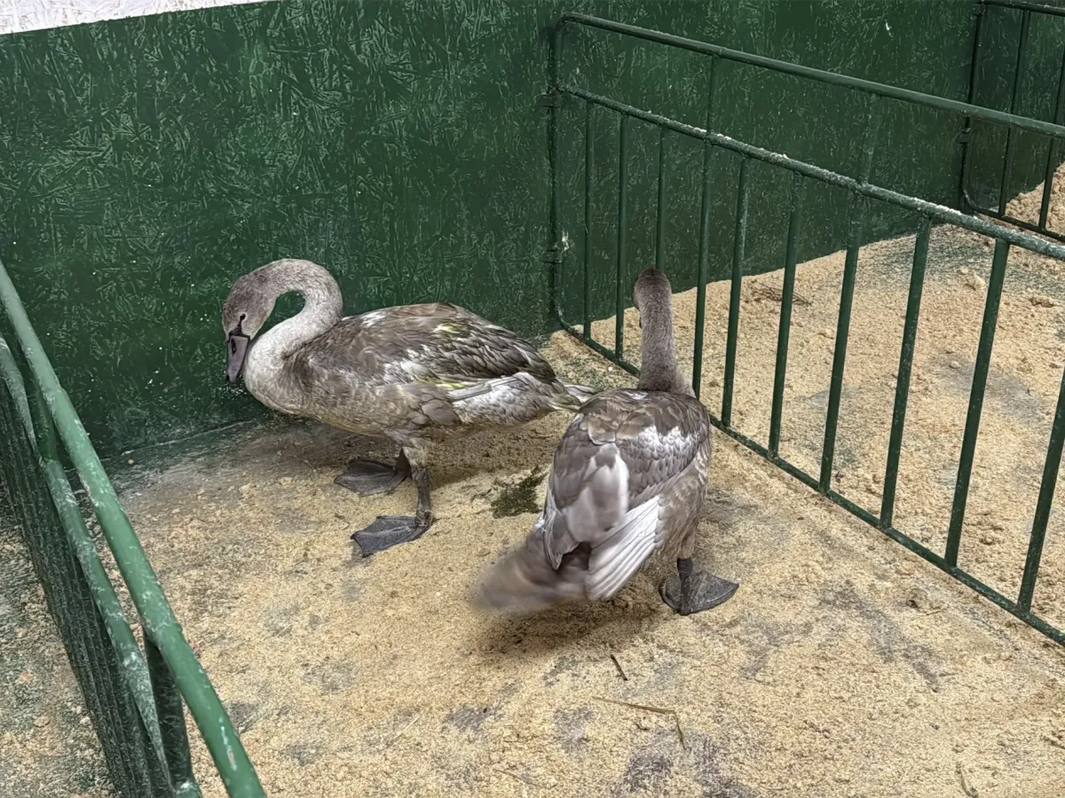Птенцов лебедей из Александровского озера забрали на передержку в Лопатинский сад