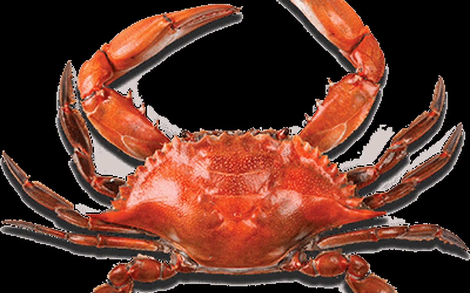 Seafood — сайт, разработанный Сорокой