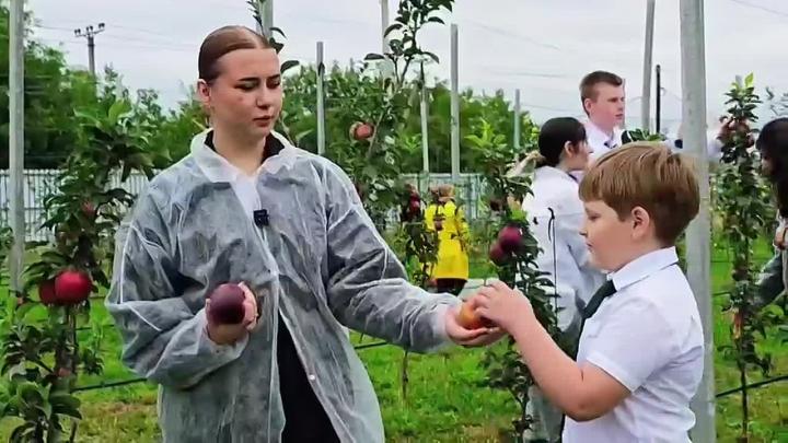 Школьный сад в станице Марьинской дал первый урожай яблок — Ставрополь Сейчас