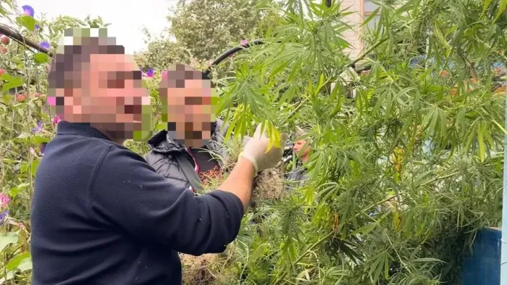 В Ессентуках у дачника изъяли 53 куста конопли и 28 граммов марихуаны — Ставрополь Сейчас