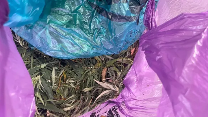 В Кировском округе возбудили дело из-за хранения более 310 граммов марихуаны — Ставрополь Сейчас