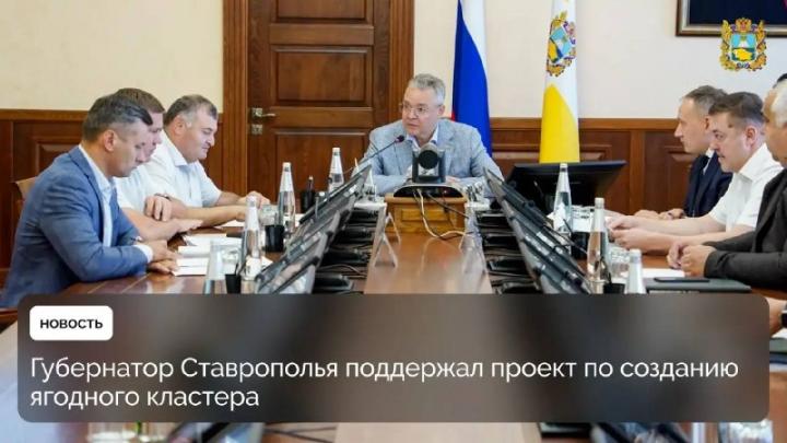 В Кочубеевском округе планируют создать крупнейший в России ягодный класте? — Ставрополь Сейчас