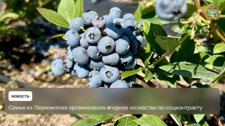 Семья Малаховых из Лермонтова развила ягодное хозяйство благодаря соцконтракту — Ставрополь Сейчас