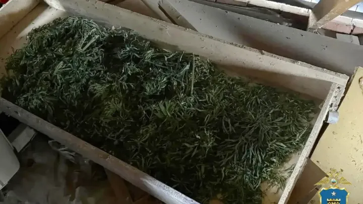 В Новоалександровском округе дело о хранении более килограмма марихуаны направили в суд — Ставрополь Сейчас
