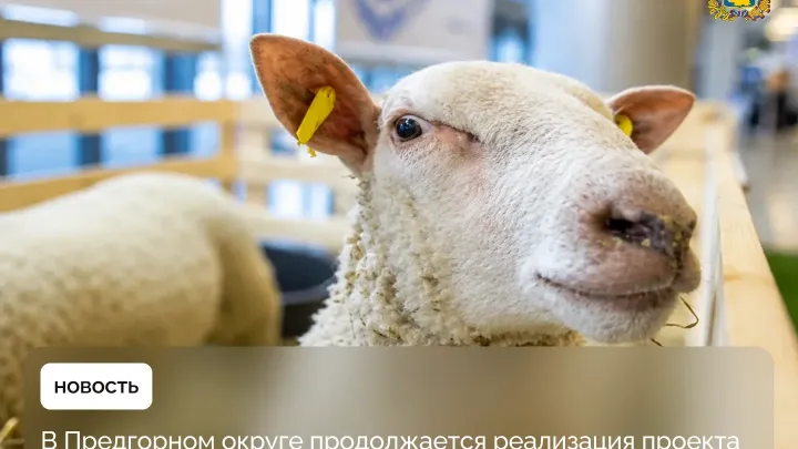 В Предгорном округе строят племенной овцеводческий комплекс — Ставрополь Сейчас