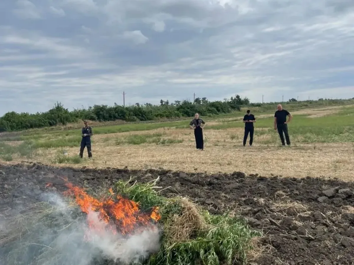 На Ставрополье уничтожили 52 очага произрастания наркосодержащих растений