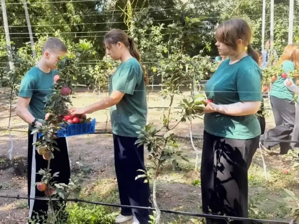 Ученики школы в селе Покойном собирают яблоки для отправки бойцам