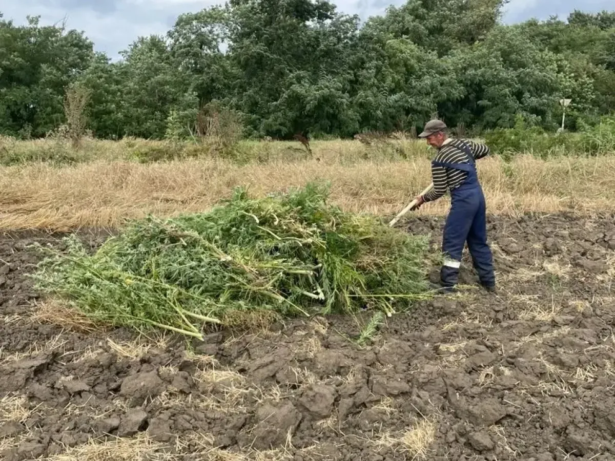 На Ставрополье уничтожили 52 очага произрастания наркосодержащих растений