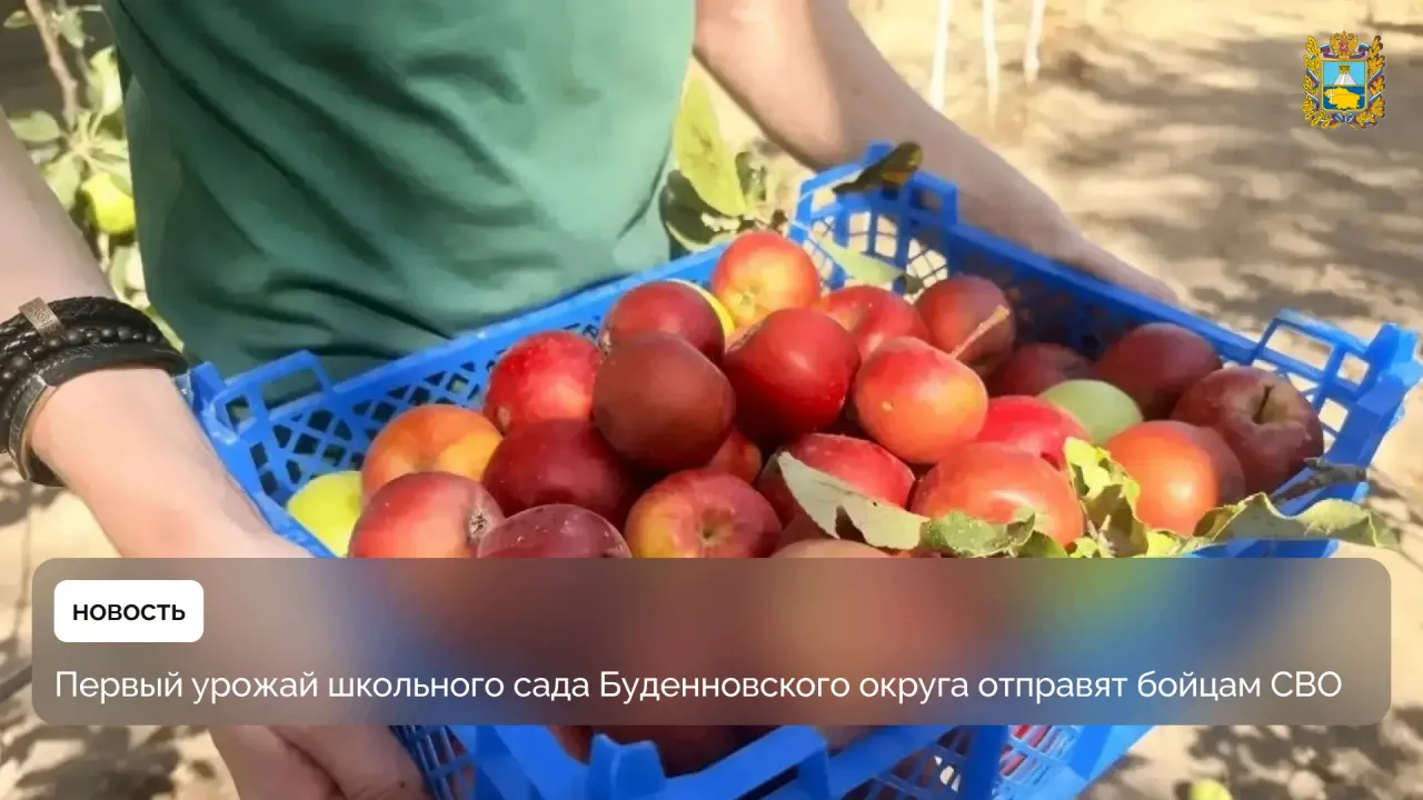 Ученики школы в селе Покойном собирают яблоки для отправки бойцам — Ставрополь Сейчас