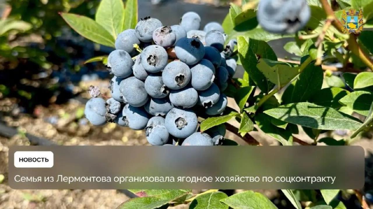 Семья Малаховых из Лермонтова развила ягодное хозяйство благодаря соцконтракту — Ставрополь Сейчас