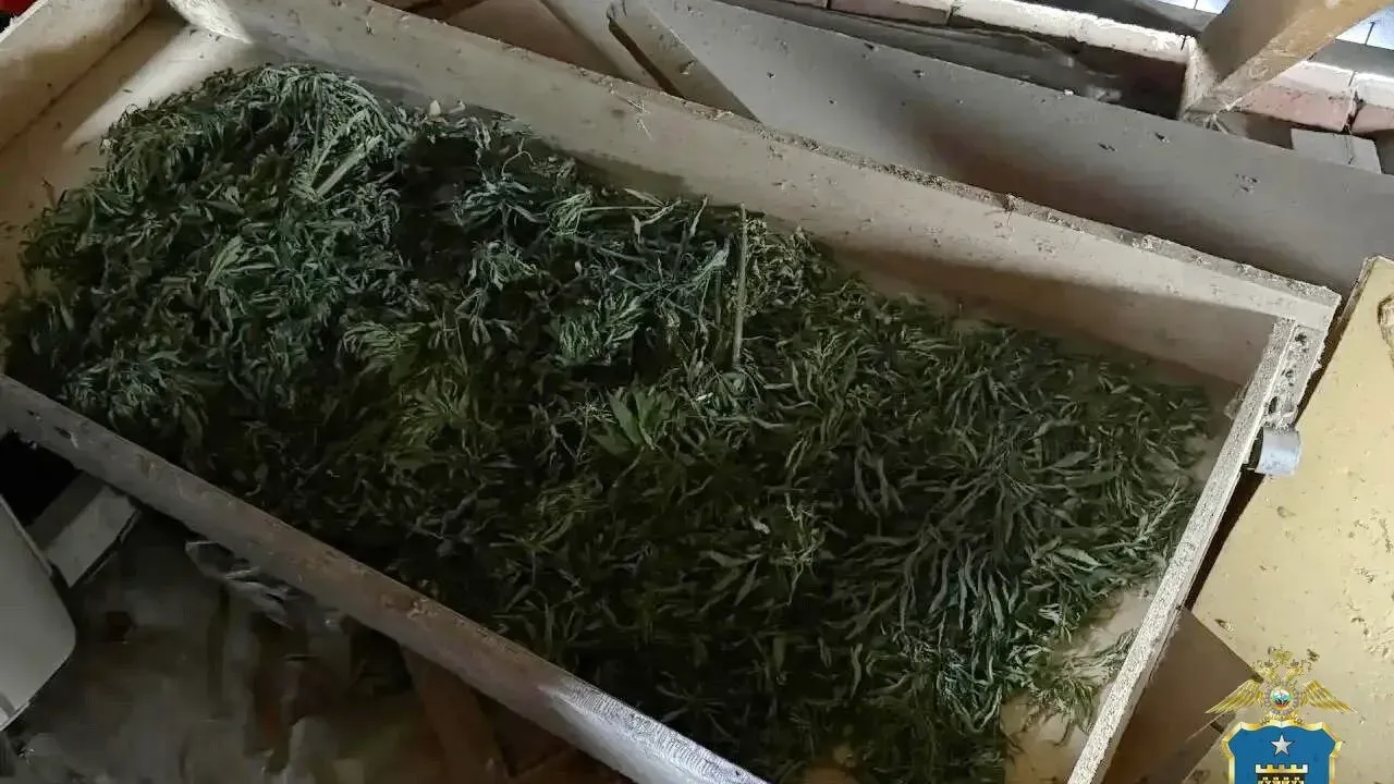 В Новоалександровском округе дело о хранении более килограмма марихуаны направили в суд — Ставрополь Сейчас