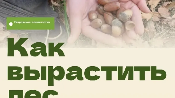 Школьное лесничество в Тамбовской области собрало около 60 кг желудей — Тамбов Сейчас
