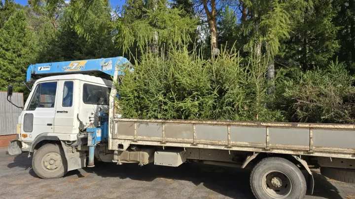 В Лагерном саду обновляют хвойную живую изгородь — Томск Сейчас