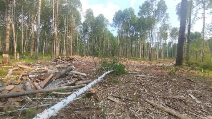 В Первомайском районе дело о незаконной рубке леса на 5,7 млн рублей передали в суд — Томск Сейчас