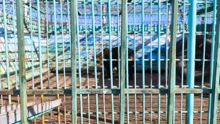 Прокуратура через суд добилась закрытия зоопарка при кафе-шашлычной «Гоар» — Томск Сейчас