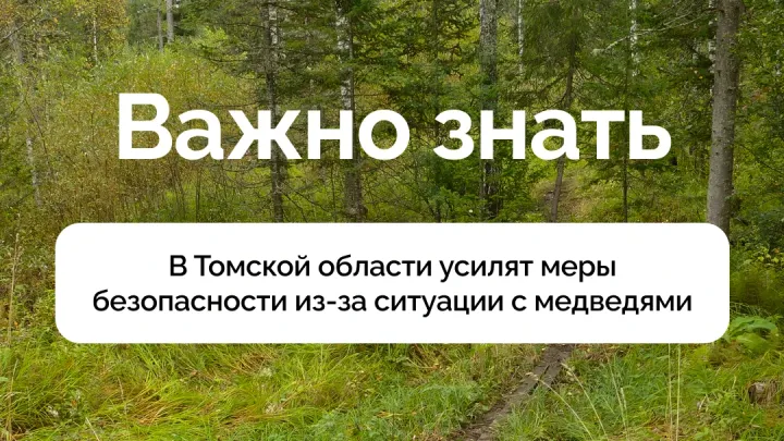 Муниципалитетам Томской области поручили усилить защиту жителей от медведей — Томск Сейчас