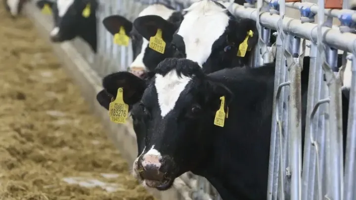Томская область вышла в лидеры Сибири по продуктивности коров — Томск Сейчас