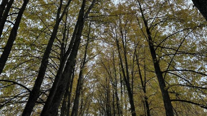 В Томской области в федеральную собственность вернули более 24 га лесного фонда — Томск Сейчас