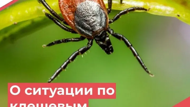 Клещи в Тверской области: за неделю зафиксировано 159 случаев